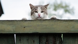 The Unbreakable Rules of Sharing a Fence With Your Neighbor