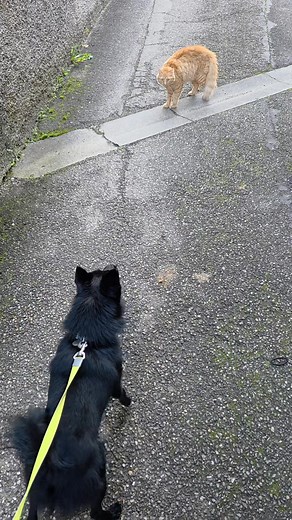 Viking et le marsupilami #schipperke | Viking Little Black Wolf et Balzak du Mas de Valaurine