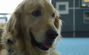 44K views · 678 reactions | Traveling can be ruff, which is why YVR...