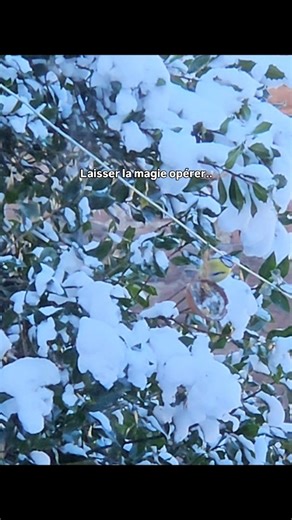 Marschal Mélanie 🔸 Artiste peintre onirique & abyssale | DIY boule de graisse pour oiseaux C'est bientôt le week-end de comptage des oiseaux de votre jardin, organisé par la @lpo_officiel et à... | Instagram