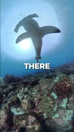 When is the best time to dive in the Galapagos?