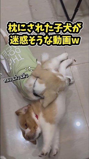 仕事で疲れた皆に贈る笑いと癒しの子犬5選ww　#子犬 #笑える #癒し #子犬のいる生活 #子犬のいる暮らし #犬好きさんと繋がりたい #元気になる動画