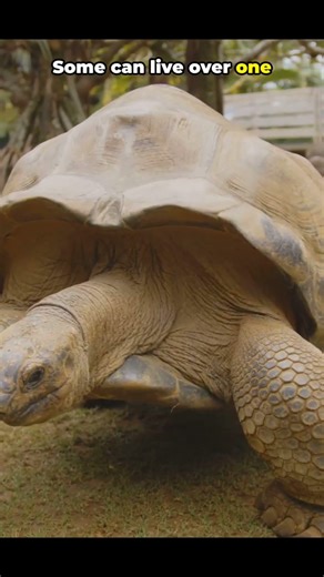 Amazing Tortoise Facts You Won’t Believe! #shorts #facts