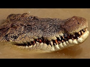 川で入浴中の男性をワニが襲撃...水中に引きずり込まれた「現場映像」に震撼（海外）