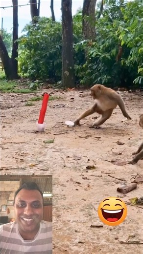 This Monkey Is Full of Funny Surprises! 😱🤣 #funnymonkey #youtubeshorts #monkey