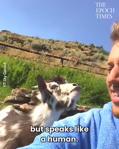 165K views · 5.8K reactions | Such a full of personality goat! It's so funny! 藍藍 Credit: Sky Garnick - https://www.youtube.com/channel/UCzyZ-LBJQZlNJwg3E_1hHjw | Bright | Facebook