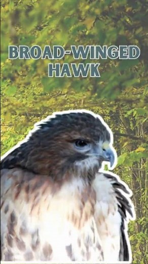 Broad-winged Hawk - Pure Nature Sounds!