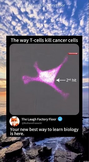 🧬 This is how T-cell kills 🦠 cancer cell | MDCT