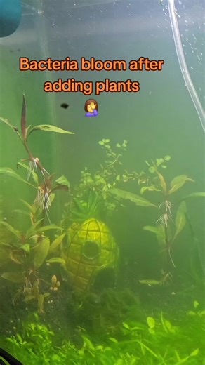 Bacterial Bloom in My Planted Aquarium Explained