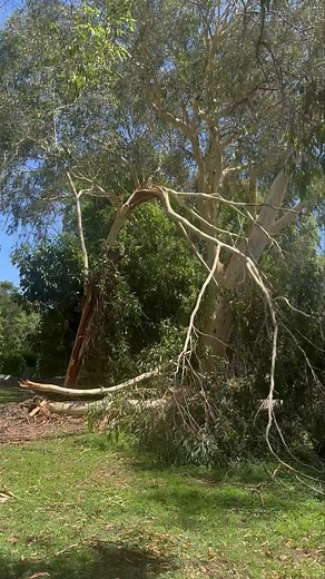 Advanced Tree Surgery - Sunshine Coast on Reels | Facebook