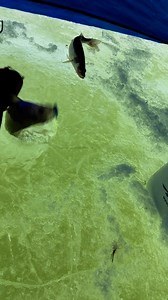 1.5M views · 5.2K reactions | While last weeks hot lure was the 1/4oz PK Rattle Spoon tipped with a minnow head this weeks hot lure without a doubt is our 1/4oz PK Ridge Rattlr. Fish are feeding and they seem to prefer the smaller profile. WARNING! You will need a pliers to get your lures back! PKLure.com | PK Lures | Facebook