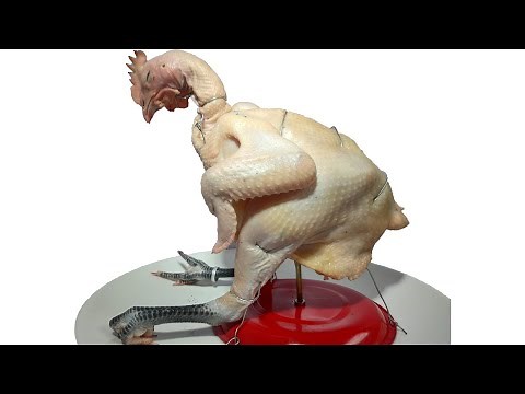 A Chicken Epic Decomposition Time-lapse chicken rotting to the bone Day 1 to Day 240