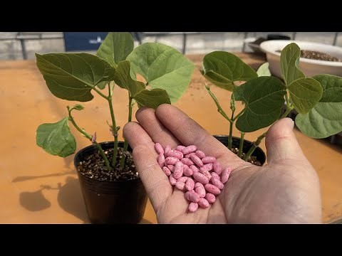 インゲンの栽培方法・コレやるだけで発芽率と収穫量が増える（種のまき方と育て方のコツ） 23/4/6