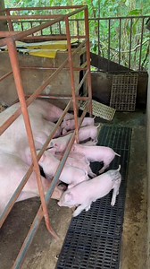 labas na, it's dede time #pigrolac #Hograiser #fblifestyle | Enerisa Villagantol Sorono