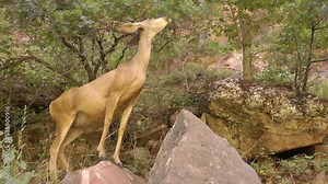 Mule Deer female feeding from tree Mule Deer in Zion Park Utah, USA, 2021