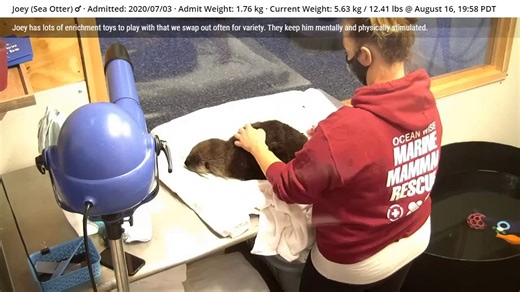 Wow, Joey the sea otter can jump!