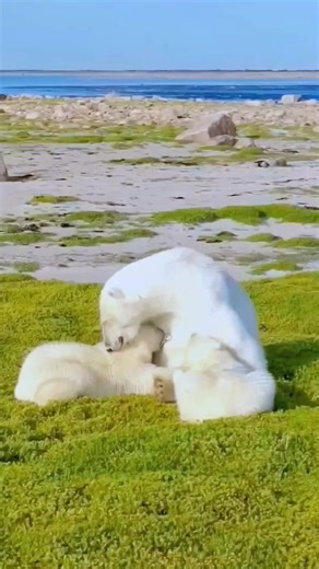 Exploring Polar Bears in Their Natural Habitat