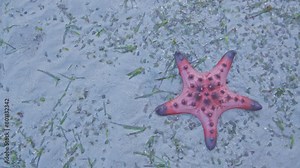 Red starfish feeds on sea grass. bright orange starfish Move slowly on the sand. Starfish live along the sea grass. When the tide is low, the starfish will be stuck on the seashore.