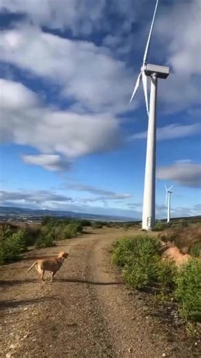 Let it happen. #viral #xyzbca #dog