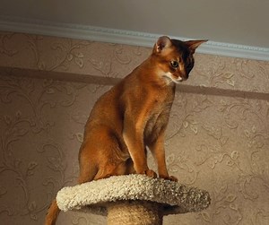 1.1K views · 32 reactions |  Abyssinian Cats  these graceful beauties have a curious and playful nature and love to climb to the highest of heights  The Abyssinian is not only one of the oldest of all cat breeds but one of the most intelligent. #cats #catsofinstagram #catstagram #cats_of_world #catsoffacebook #catsofinstagram | Cat Kitten Lovers | Facebook