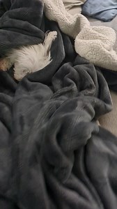 9.8K views · 1.6K reactions | Roxy's mommy :::::::::: Rise and Shine sweet girl. We can't do our morning walk, because of the rain, but that's no reason not to be shinning  Roxy Rose :::::::::: Mommy! It's a rainy....dreary.....MONDAY and no morning walk! How many more reasons do you need??﫤 Now cover me back up please.  Sometimes her positivity is annoying  I love you all  If you need me, you know where I will be. | Roxy Rose's World | Facebook