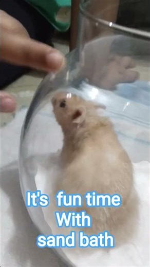 it's fun with sand bath #hamster #pets #cute