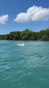1K views | Tarpon fishing Key West with Dream Catcher Charters. #tarponfishing #tarponjump #keywestfishing #captabi | Key West Fishing With Dream Catcher Charters | Facebook
