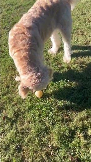Playing Hacky Sack with Sammy! #goldendoodle