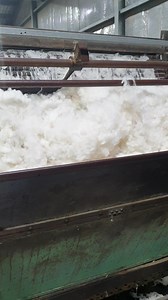 11K views · 589 reactions | "Feeding" the hooper on our 1914 Carding Machine. The fibres are opened in the feed hopper, then dumped onto the rollers for carding....just one of the many steps to produce our Yarn on this amazing historical machine. Australian grown Merino Wool, Australian made Yarn. #nundlewoollenmill #nundlensw #tamworth | Nundle Woollen Mill | Facebook