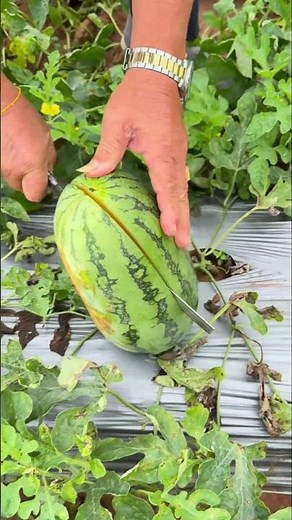 Let's take a yellow melon and see its color. How is it? Is it beautiful? #watermelon #fruitcutting