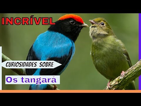 TUDO SOBRE OS PÁSSARO TANGARÁ DA SERÁ E SUAS CURIOSIDADES tangará-dançarino