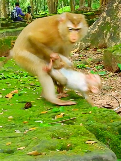 2.2K views · 36 reactions | Very sad Lilo tryng escape from his nasty mom Lila get mad by no reason #beautiful #monkeydluffy #monkeycute #babymonkey #monkeyface #lovely #monkey #cute #animals #animalsbaby #poormonkey #monkeycry #funny #funnyvideo #cuteanimals | Monkey TV7 | Facebook