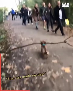 84K views · 1.4K reactions | Bosco And His Big Stick Energy repost: LADbible Australia | Dogs & People World | Facebook