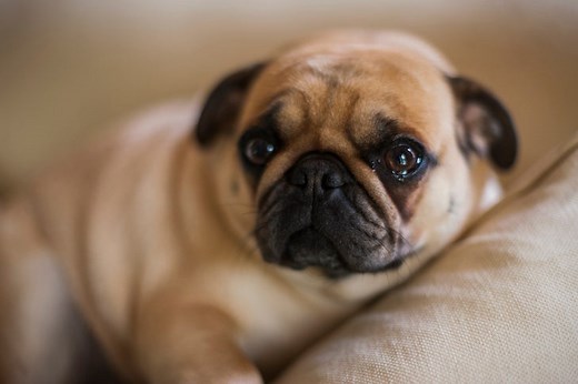 Seborrhea in Dogs: Signs, Symptoms, Treatment