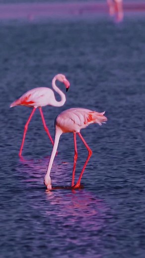 Dancing flamingo in Namibia - [x] #magic #fantastic_earth #wonderful_places #hello_worldpics #worldplaces #beautifuldestinations#living_destinations #theglobewanderer #ourplanetdaily #moderoutdoors - [ ] #passionpassport #naturegeography #wonderfulglobe #awesome_earthpix - [ ] #awesomeearth #lifeofadventure #vacations #travelingthroghtheworld #earthofficial #earthpix #bestplacestogo #videooftheday #voyaged #natgeo #ifyourhigh #planetearth #lifeisnow #shotoniphone