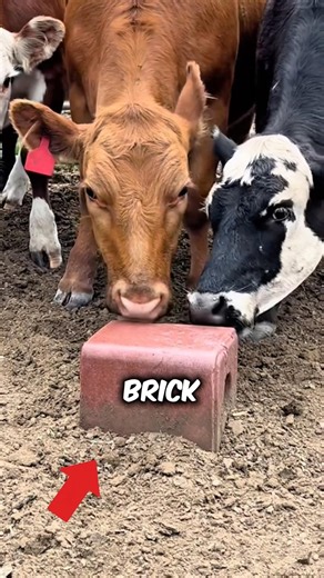 Why Cows are Obsessed with This Pink Brick