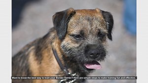 Effective and Fun Training Tips for Your Border Terrier