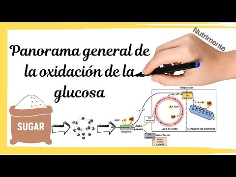 OVERVIEW of glucose oxidation [INTRO: glycolysis and cellular respiration]