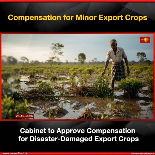 News 1st Sri Lanka | Compensation for Minor Export Crops: Cabinet to Approve Compensation for Disaster-Damaged Export Crops #News1st #NewsFirst... | Instagram