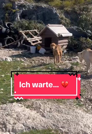 PETCH APP LADEN - HUNDE RETTEN! 📲❤️ #petchapp #appstore