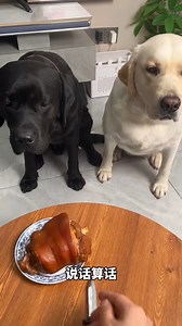 3.8K views · 29 reactions | Dog pulled out a sword ⚔️ — said ‘I’ll cut my own piece this time!’ ” #DogPranked #CleverDog #PetComedy #FunnyDog #PetMeme | Amazing Animals | Facebook