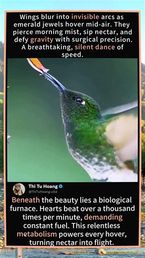 The Secret Life of Hummingbirds: Flight, Feathers & Survival 🌺✨#Hummingbird #NatureDocumentary