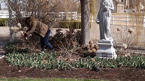 Fire Light hydrangea is hardy in zones 3-8 and is a great way to add fantastic color to your landscape. emfl.us/9q7d | Proven Winners