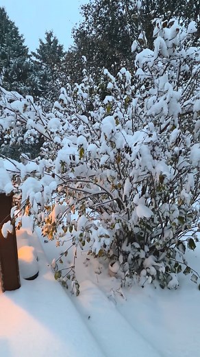 68 reactions · 32 comments | Winter’s soft hello. 懶 Yesterday brought a narrow band of lake-effect snow, and what a peaceful morning it was waking up to a blanket of white. | Melissa Jahnke - Kekahbah | Facebook