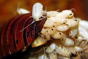 Special delivery: Madagascar hissing cockroach gives birth