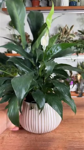 MonstroFarm on Instagram: "Spath to water. 1. Start by using a healthy Spath. Make sure that the plant does not have root rot. 2. Remove the pot from the plant and gently start to remove all the soil from the rootball. 3. After taking most of the soil off, get the rest of it off by placing the plant over a bowl or taking it outside under a hose, and gently run water over the roots to remove any remaining soil that the roots may have. 4. Take a vase and your favorite pebbles or beads and fill the