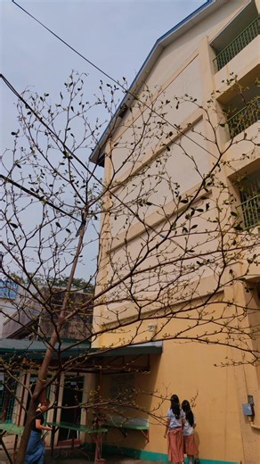 Finally, the leaves are back and the African Talisay tree is alive. ❤️💚💙 -Dr. A | Culiat High School