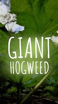Giant Hogweed #donottouch #outdoors #risk #dangerous #burns #foraging #heracleum #walks