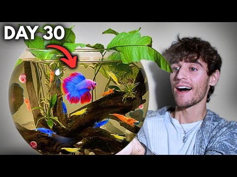 I Built a Giant Ecosphere for a Betta Fish
