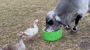 Who’s a snotty boy? | Brucey Brahman
